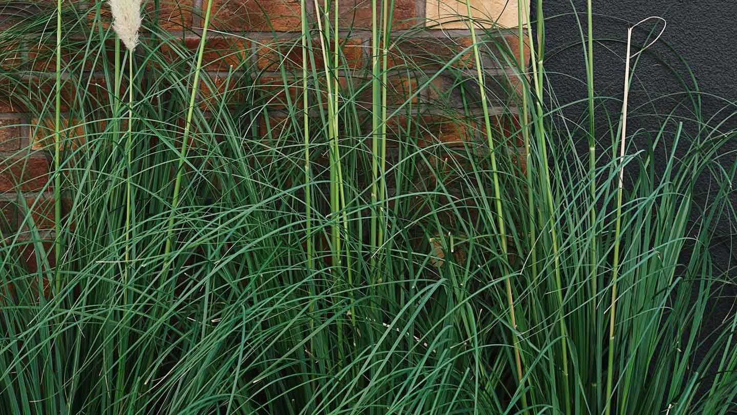Reviving-Dormant-Elegance-How-to-Bring-Your-Ornamental-Grass-Back-to-Life-on-bridgetownherald